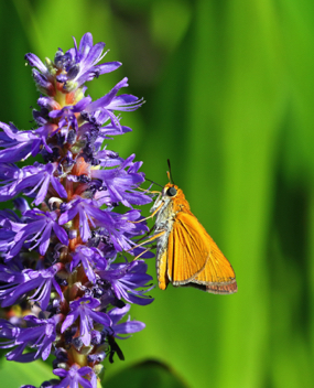 Palmetto Skipper